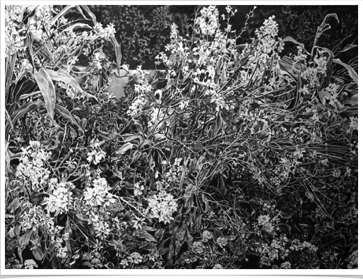 Park Flower Border
pencil on paper
43 x 32 cm